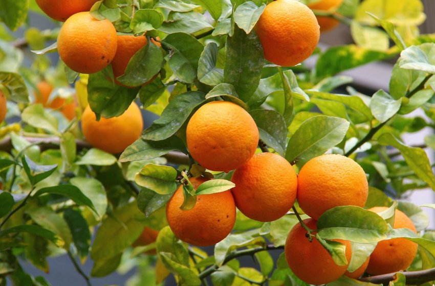 CITRICULTORES TÊM ATÉ 15 DE JULHO PARA ENTREGAR RELATÓRIO CANCRO/GREENING REFERENTE AO PRIMEIRO SEMESTRE 