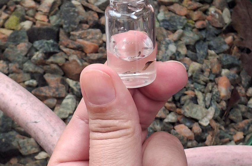 SAÚDE ELIMINA MAIS DE 60 FOCOS DO MOSQUITO DA DENGUE EM MUTIRÃO NO JARDIM PRIMAVERA