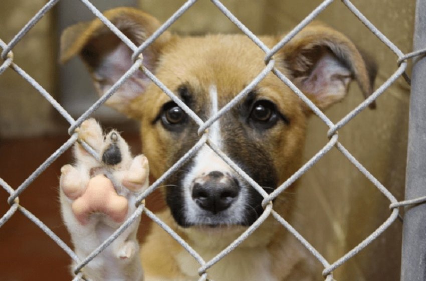 JAGUARIÚNA ATENDE MAIS DE 100 OCORRÊNCIAS DE MAUS-TRATOS A ANIMAIS COM 5 PRISÕES