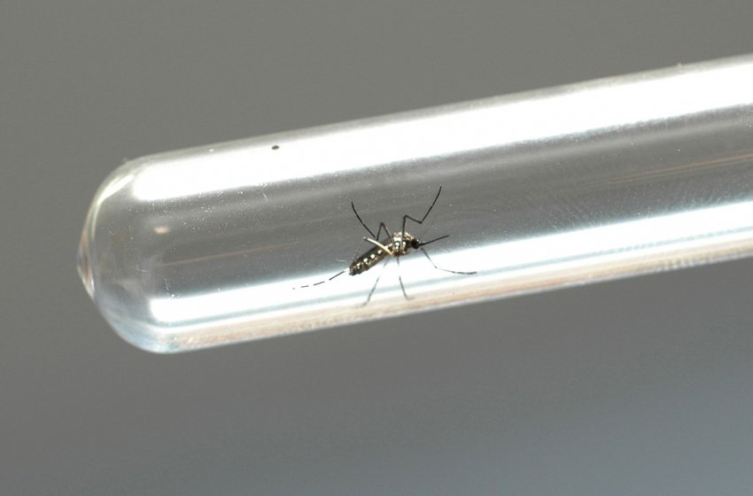 MUTIRÃO CONTRA A DENGUE VISITA MAIS DE 500 IMÓVEIS NA REGIÃO DO JARDIM EUROPA