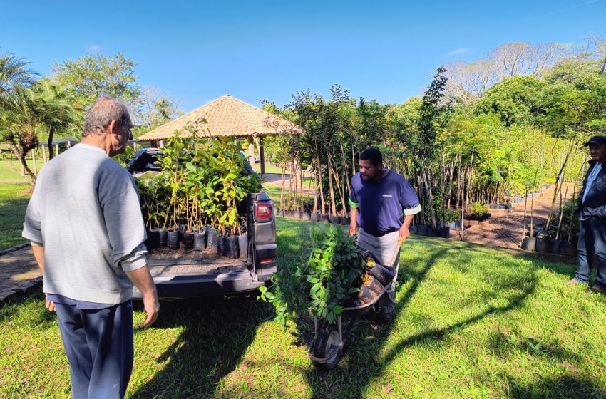 PREFEITURA REALIZA DOAÇÃO DE MUDAS DE ESPÉCIES NATIVAS NESTA SEMANA DO MEIO AMBIENTE
