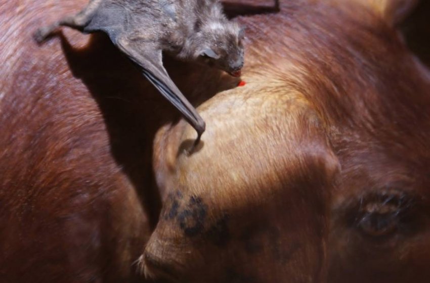 RAIVA ANIMAL: VACINAÇÃO E PREVENÇÃO PROTEGEM OS ANIMAIS E A POPULAÇÃO