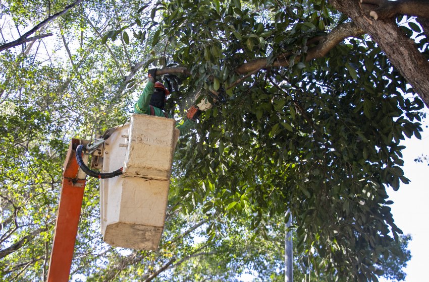 SECRETARIA DE OBRAS REALIZA SERVIÇOS DE PODA DE ÁRVORES NO PARQUE DOS LAGOS